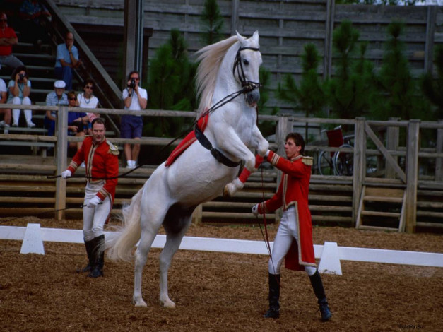 Обои картинки фото животные, лошади