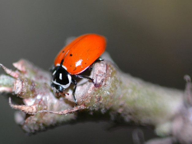 Обои картинки фото животные, насекомые