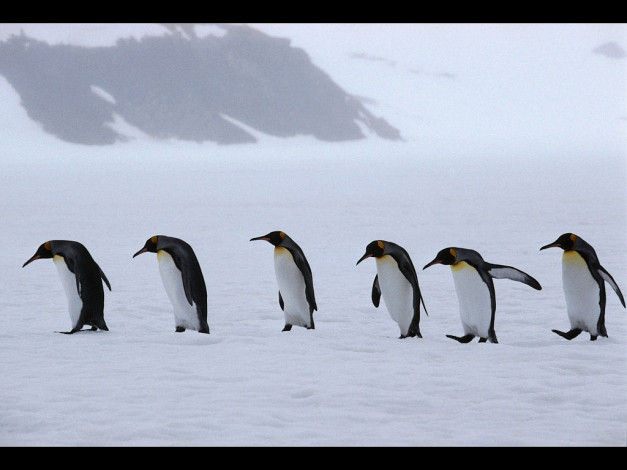 Обои картинки фото животные, пингвины