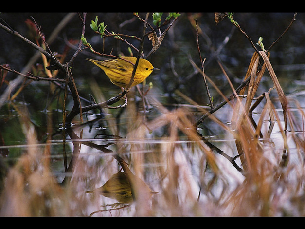 Обои картинки фото животные, птицы