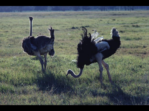 Обои картинки фото животные, страусы