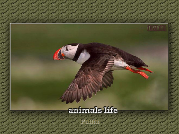 Обои картинки фото животные, тупики