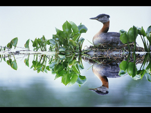 Обои картинки фото животные, утки