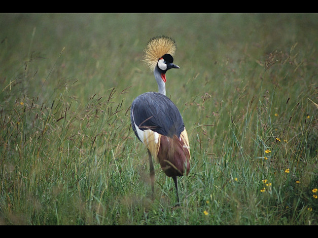 Обои картинки фото животные, журавли