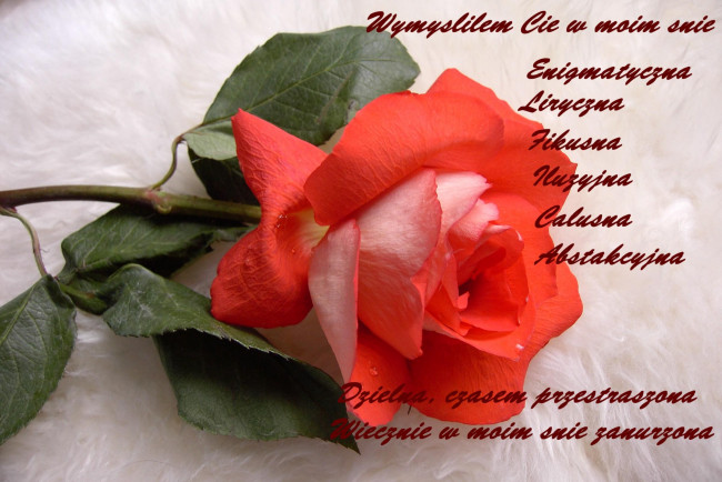 Обои картинки фото цветы, розы