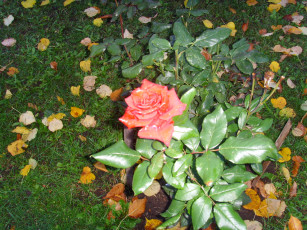 Картинка цветы розы