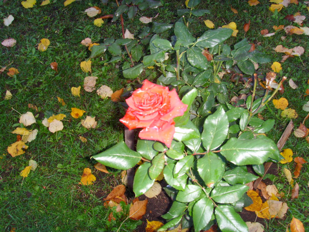 Обои картинки фото цветы, розы