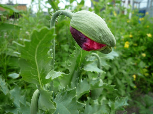 Картинка цветы маки