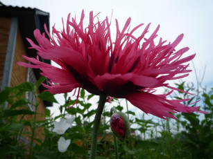 Картинка цветы маки