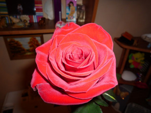 Картинка цветы розы