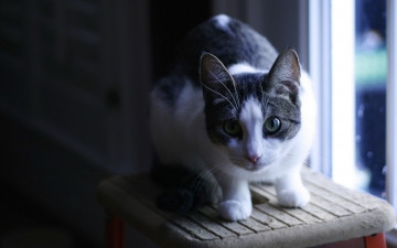 Картинка животные коты