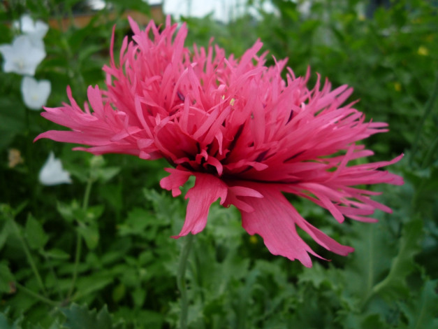 Обои картинки фото цветы, маки