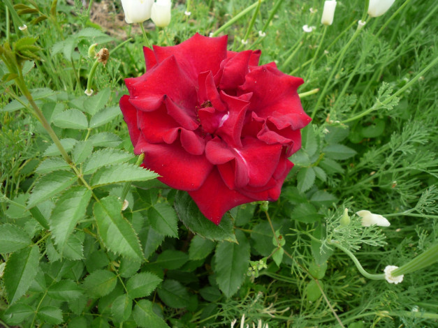 Обои картинки фото цветы, розы