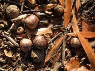 Картинка природа шишки жёлуди каштаны желуди