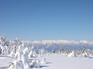 Картинка природа зима горы снег ели