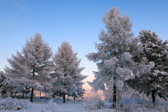 Картинка природа зима снег деревья