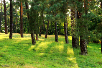 Картинка природа деревья сосны