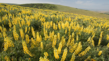 Картинка природа луга цветы