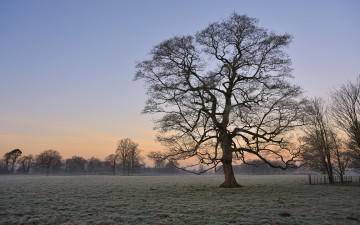 Картинка природа деревья дерево закат поле