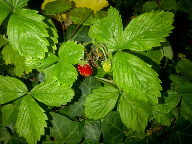 Обои картинки фото природа, Ягоды, клубника