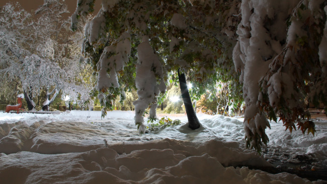 Обои картинки фото природа, зима, снег, ветки