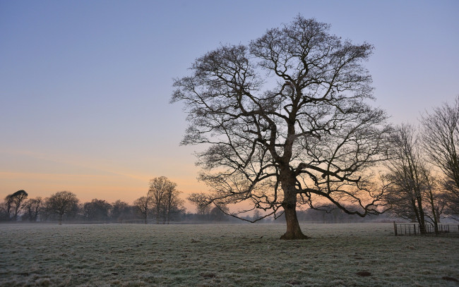 Обои картинки фото природа, деревья, дерево, закат, поле