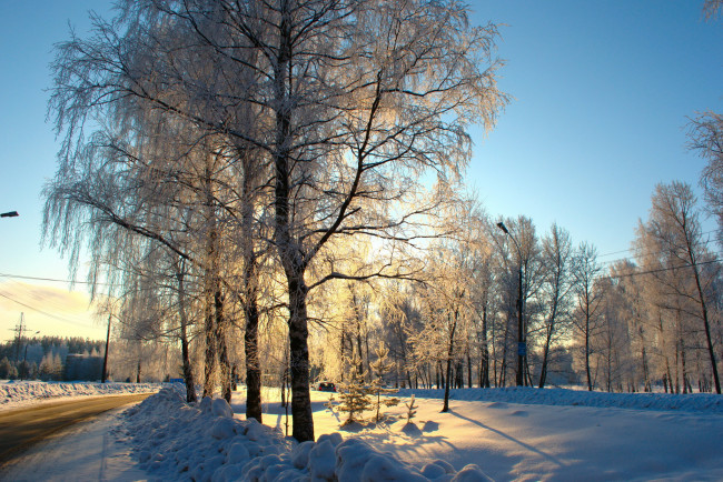 Обои картинки фото природа, зима, снег, деревья