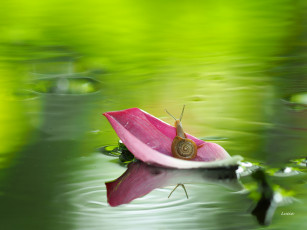 Картинка животные улитки улитка макро вода лист