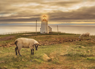 Картинка животные овцы +бараны маяк овца