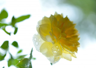 Картинка цветы розы роза капли жёлтая