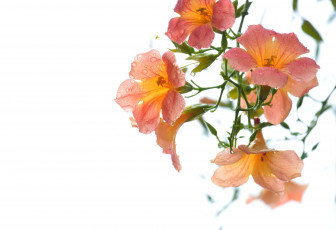 обоя campsis grandiflora, цветы, кампсис , текома, роса, белый, фон, campsis, grandiflora