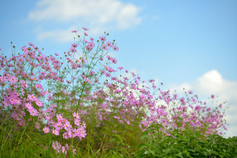 Картинка цветы космея розовые небо