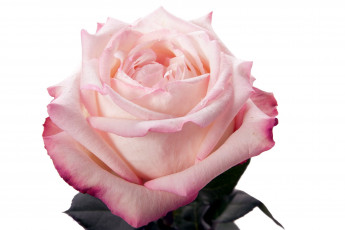 Картинка цветы розы розовый