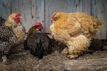 Картинка животные куры +петухи курочки