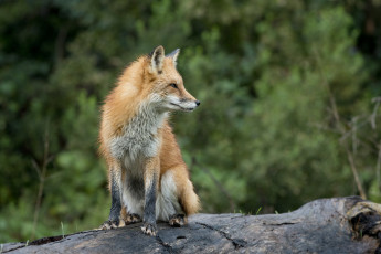 Картинка животные лисы лисичка