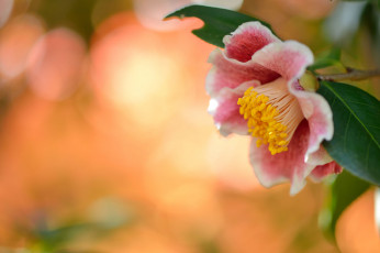 Картинка цветы камелии камелия