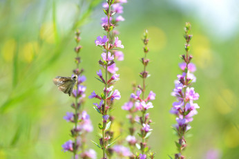 Картинка цветы луговые+ полевые +цветы макро фон