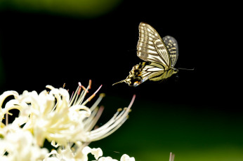 Картинка животные бабочки +мотыльки +моли бабочка цветы фон