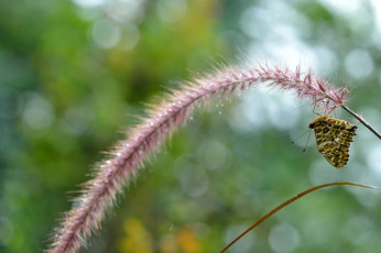 Картинка животные бабочки +мотыльки +моли крылья блики бабочка макро роса усики утро боке