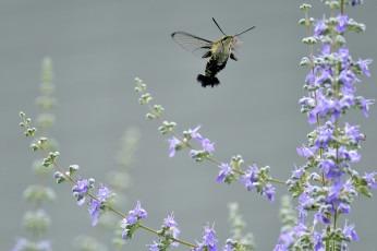 Картинка животные бабочки +мотыльки +моли мотылёк цветы