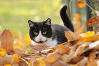 Картинка животные коты ушки усы взгляд коте киса