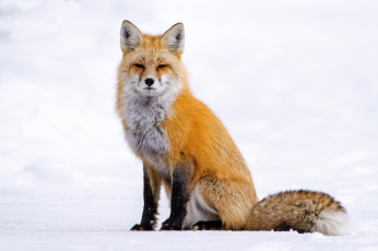 Картинка животные лисы лисичка