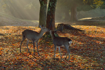 Картинка животные олени лес