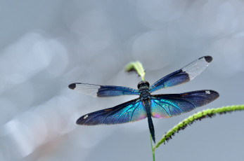 Картинка животные стрекозы стрекоза макро крылья