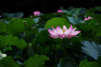 Картинка цветы лотосы лепестки