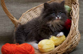 Картинка животные коты корзина нитки пушистый котенок