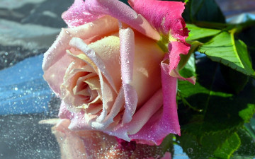 Картинка цветы розы капли бутон