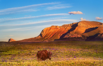 Картинка животные коровы +буйволы пейзаж бык