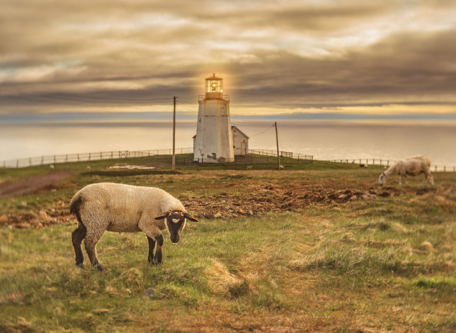 Обои картинки фото животные, овцы,  бараны, маяк, овца