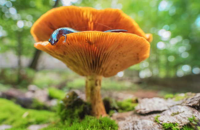 Обои картинки фото животные, Ящерицы,  игуаны,  вараны, макро, ящерица, гриб